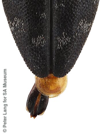 Diphucrania cupreola, SAMA 25-18341-4, male, closer view of aedeagus, FR, photo by Peter Lang for SA Museum, 6.9 × 2.9 mm